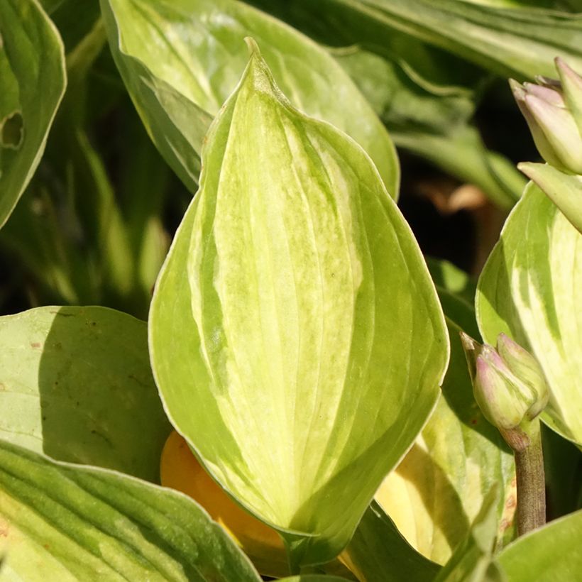 Hosta Midnight at the Oasis - Garten-Funkie (Laub)