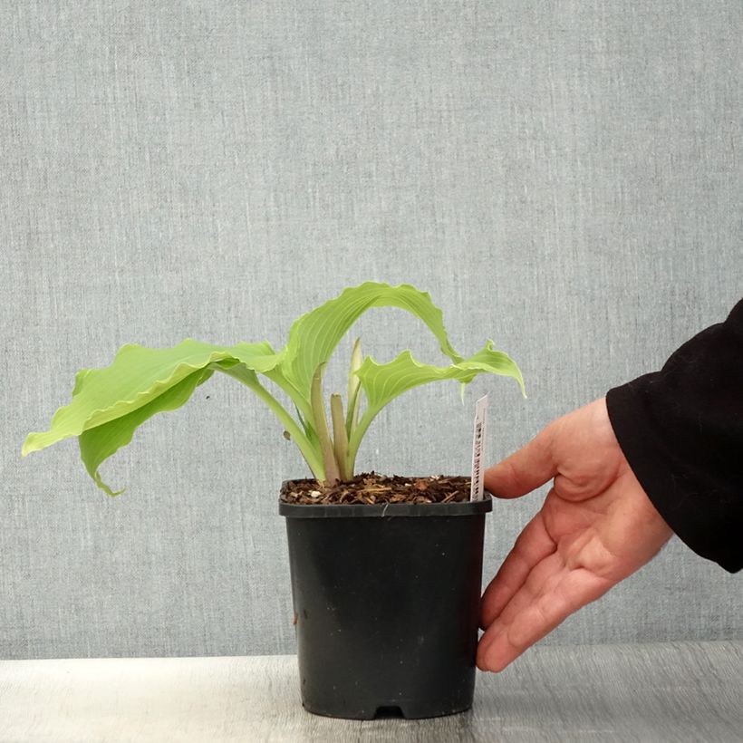 Exemplar von Hosta Neptune - Garten-Funkie Topf mit 1,5L/2L wie im Frühjahr geliefert