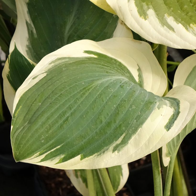 Hosta Orion's Belt - Garten-Funkie (Laub)