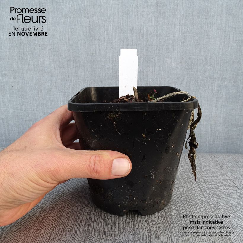 Exemplar von Hosta ou Funkia Fireworks Pot de 1,5L/2L wie im Herbst geliefert