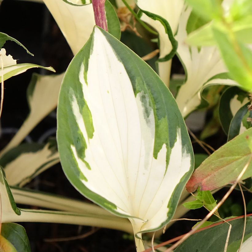 Hosta Paul Revere - Garten-Funkie (Laub)