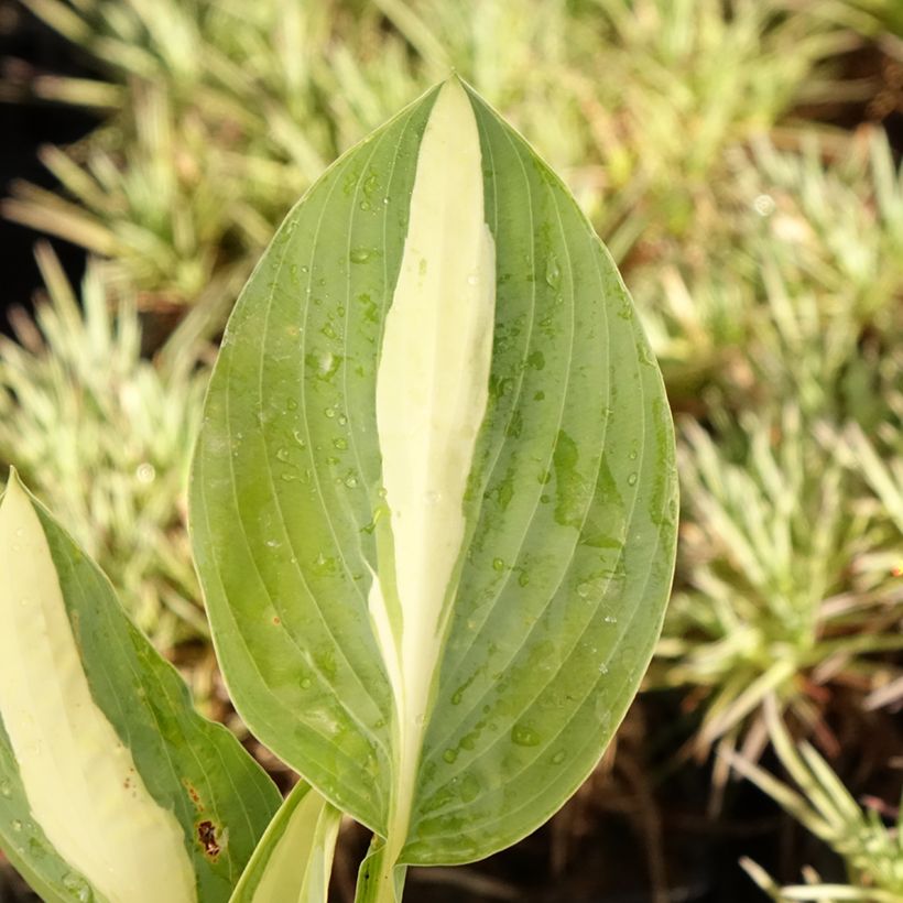 Hosta Pin Up - Garten-Funkie (Laub)