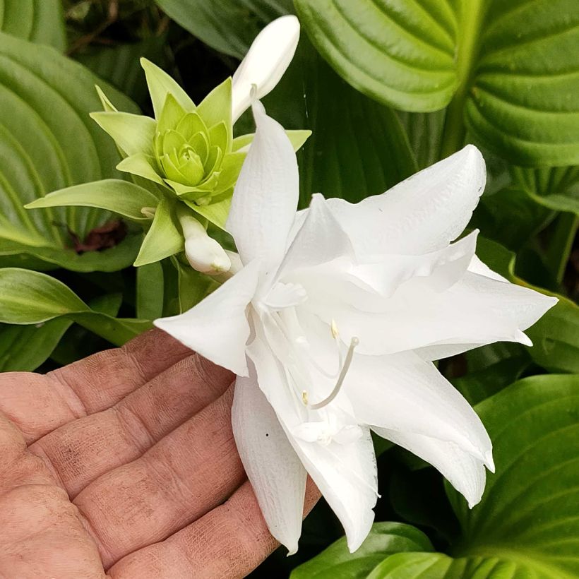 Hosta plantaginea Venus - Garten-Funkie (Blüte)