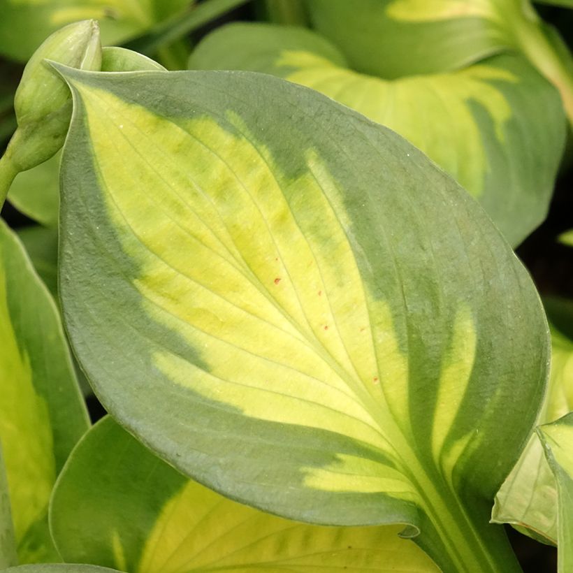 Hosta Pocketfull of Sunshine - Garten-Funkie (Laub)