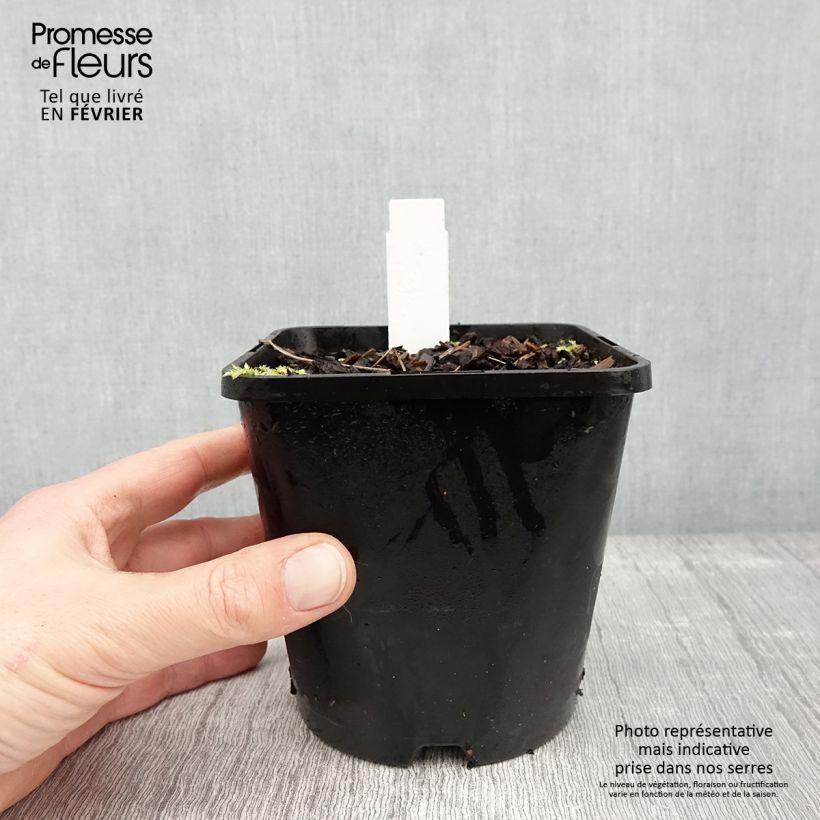 Exemplar von Hosta Remember Me Pot de 1.5L/2L wie im Winter geliefert