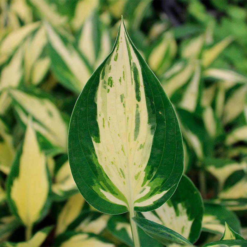 Hosta Revolution - Garten-Funkie (Laub)