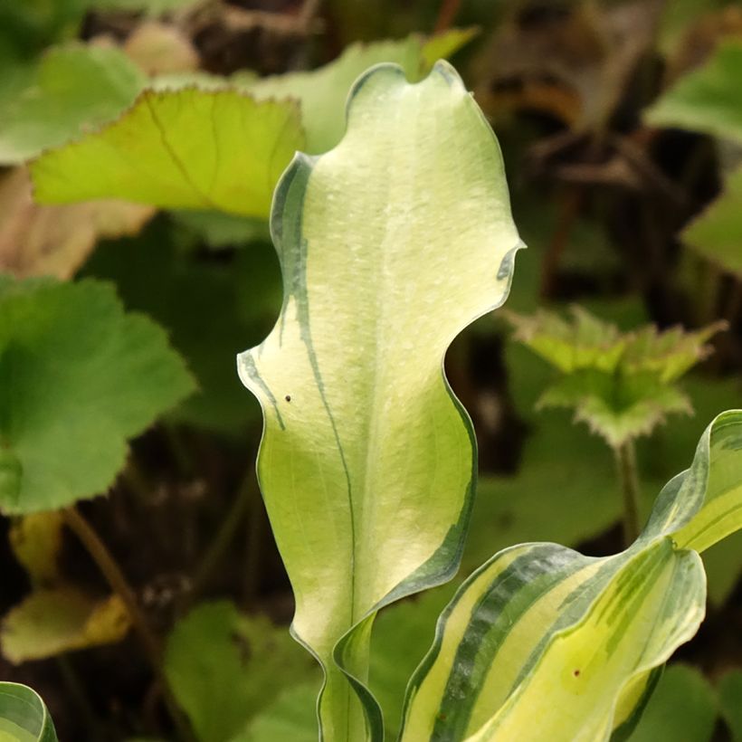 Hosta Ripple Effect - Garten-Funkie (Laub)