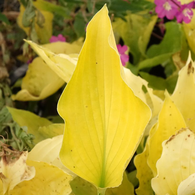 Hosta Ruffed Up - Garten-Funkie (Laub)