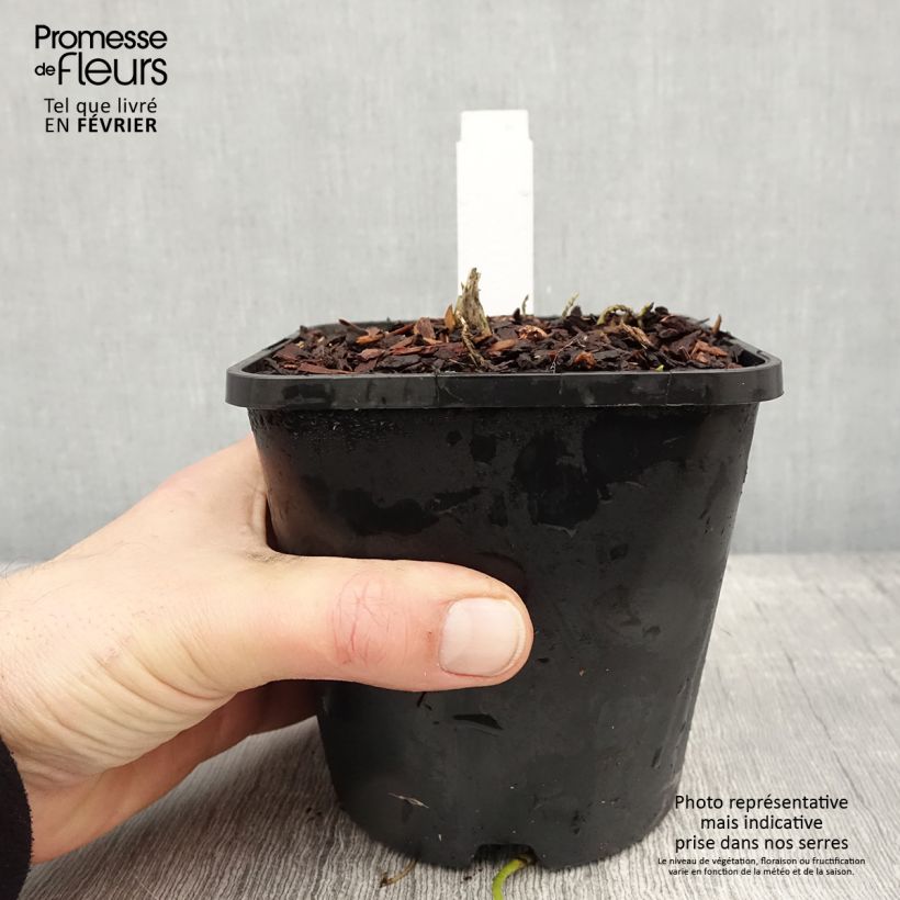 Exemplar von Hosta Sagae Pot de 1.5L/2L wie im Winter geliefert