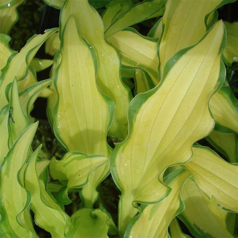 Hosta sieboldii Kabitan - Garten-Funkie (Laub)