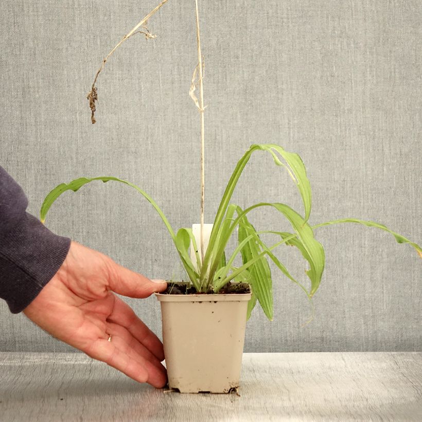 Exemplar von Hosta sieboldii Kabitan  Godet de 9cm wie im Herbst geliefert