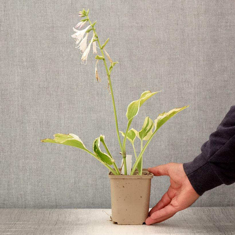 Exemplar von Hosta So Sweet en godet de 9 cm wie im Sommer geliefert