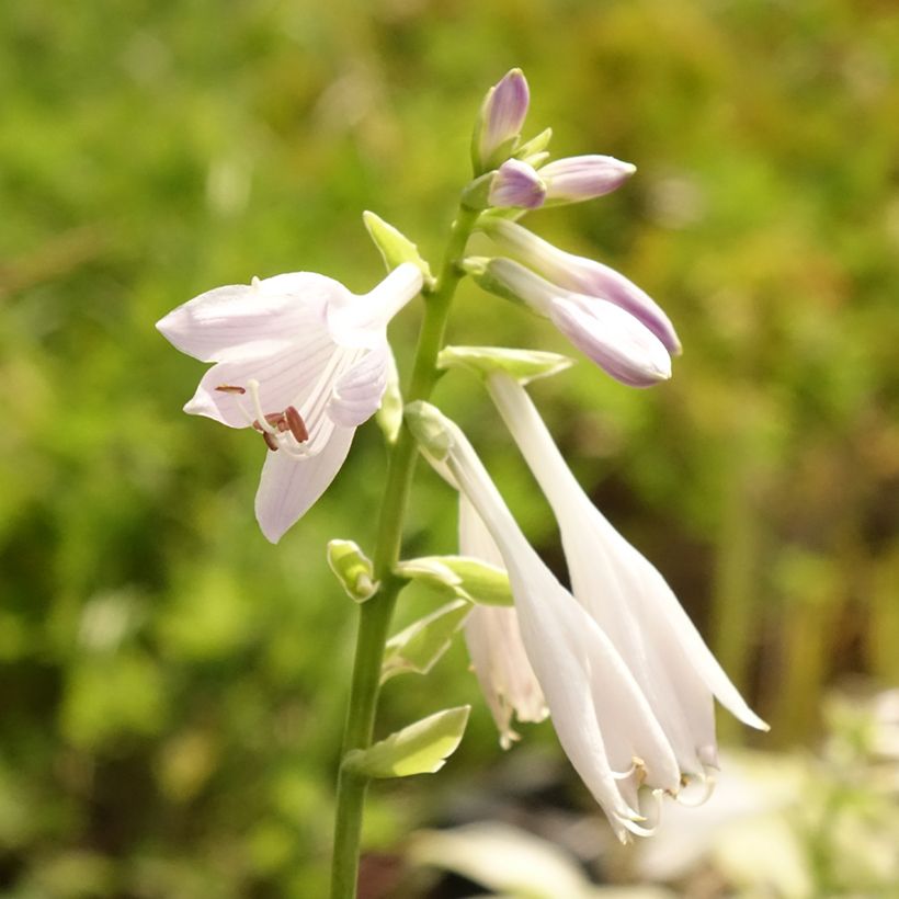 Hosta So Sweet - Garten-Funkie (Blüte)