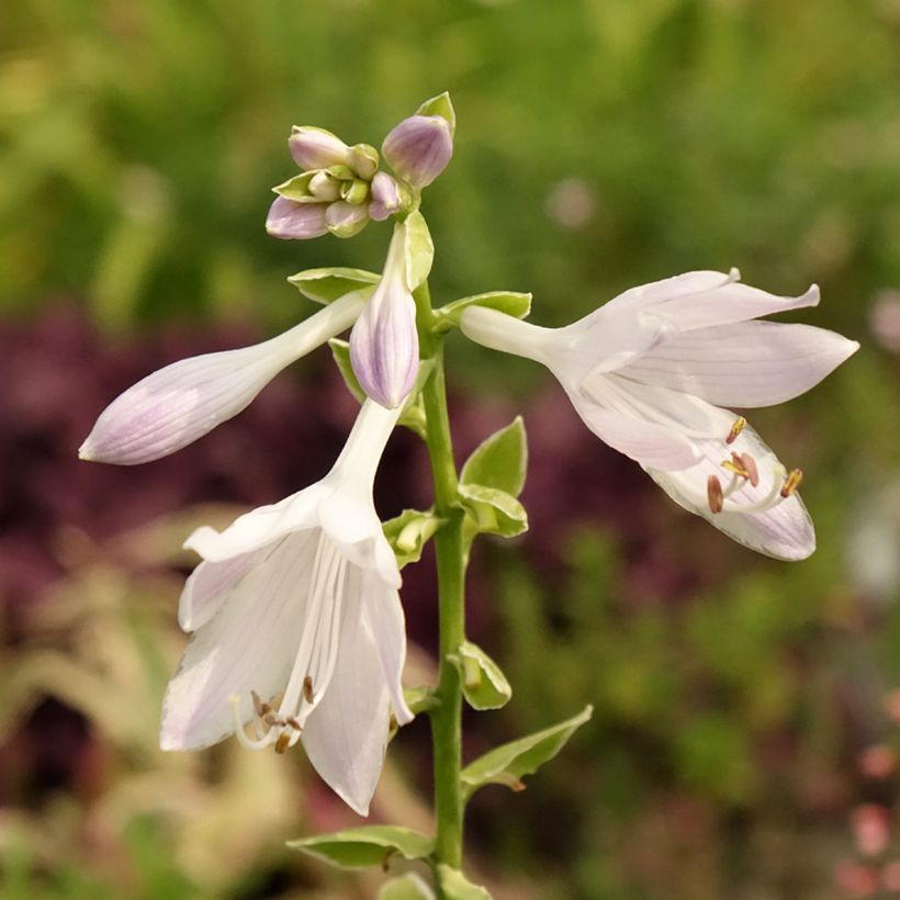 Hosta So Sweet - Garten-Funkie (Laub)