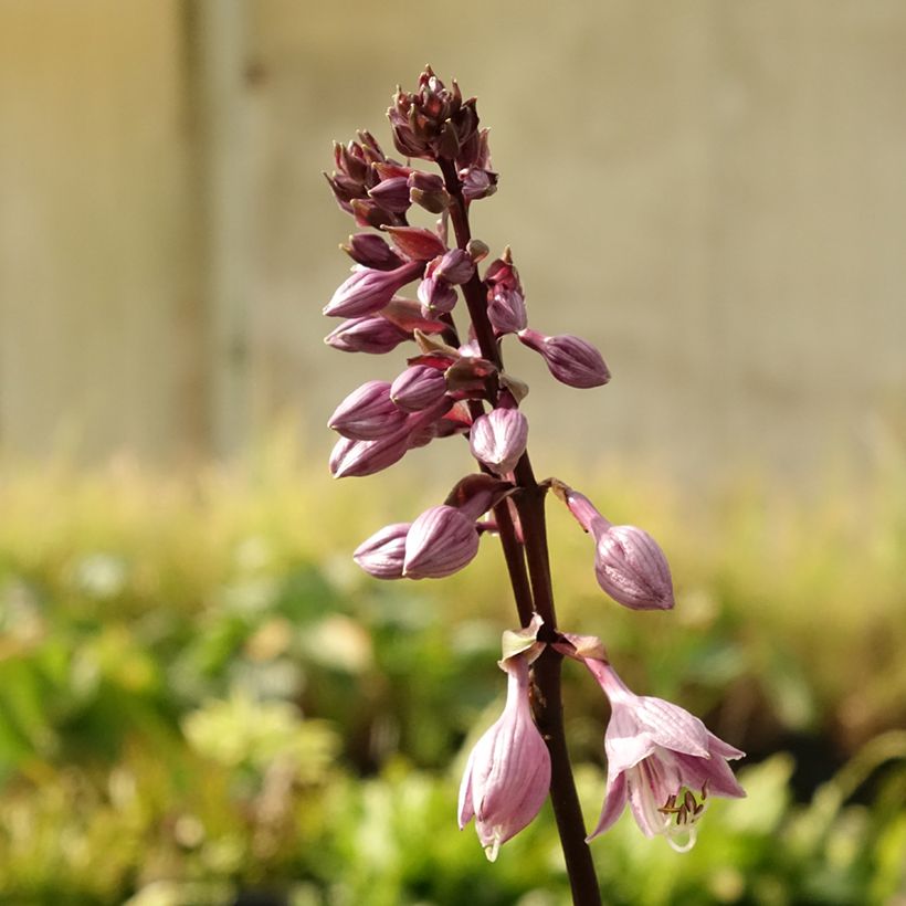 Hosta Sorbet - Garten-Funkie (Blüte)