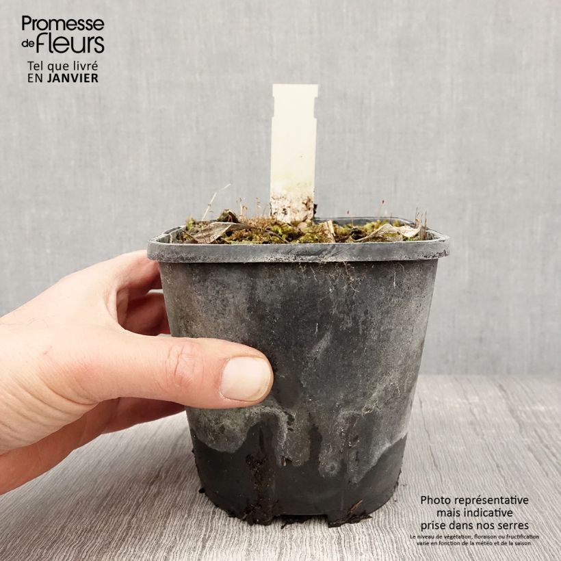 Exemplar von Hosta Stand by Me Pot de 1,5L/2L wie im Winter geliefert