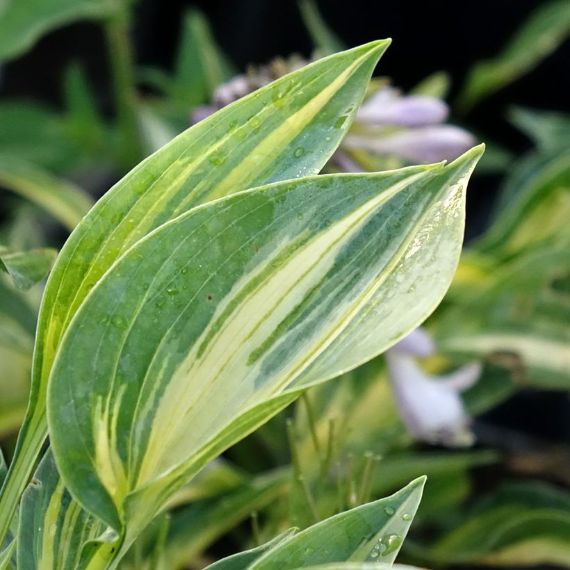 Hosta Stand by Me - Garten-Funkie (Laub)