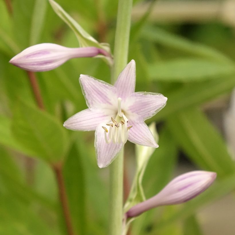 Hosta Striptease - Garten-Funkie (Blüte)