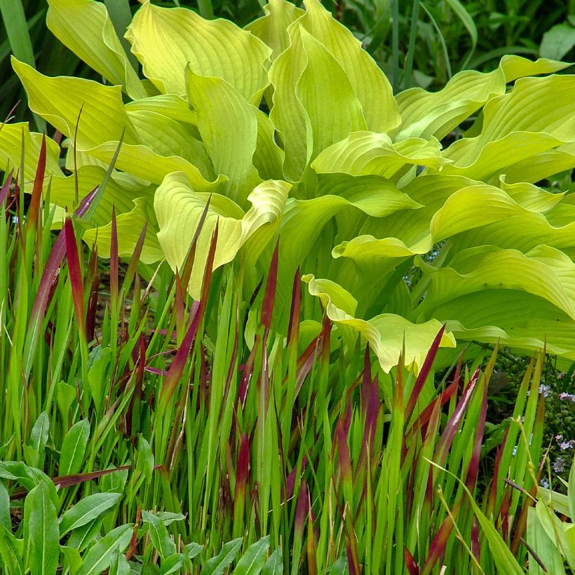 Hosta Sun power - Garten-Funkie (Hafen)