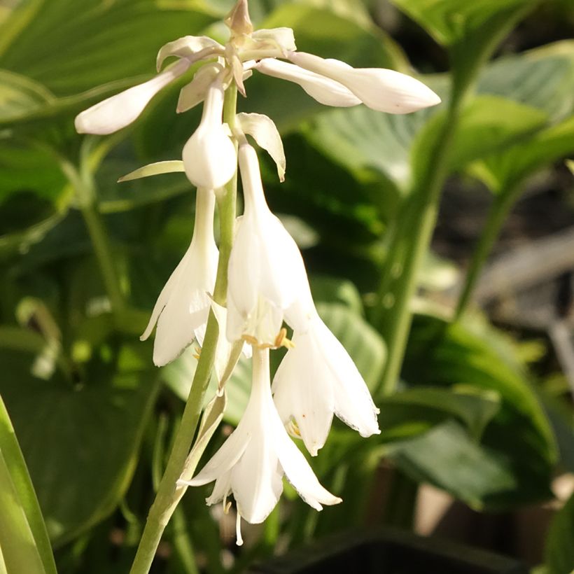 Hosta T Rex - Garten-Funkie (Blüte)