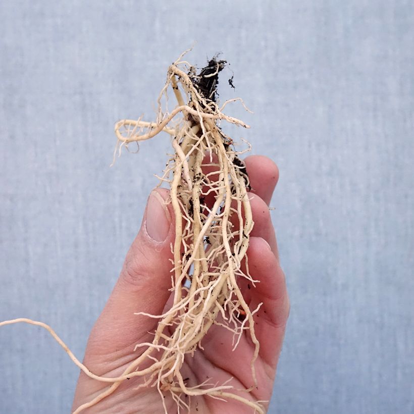 Exemplar von Hosta tardiana El Niño - Garten-Funkie Wurzelnackt wie im Winter geliefert