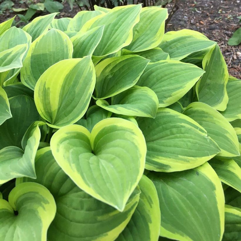 Hosta The King - Garten-Funkie (Laub)