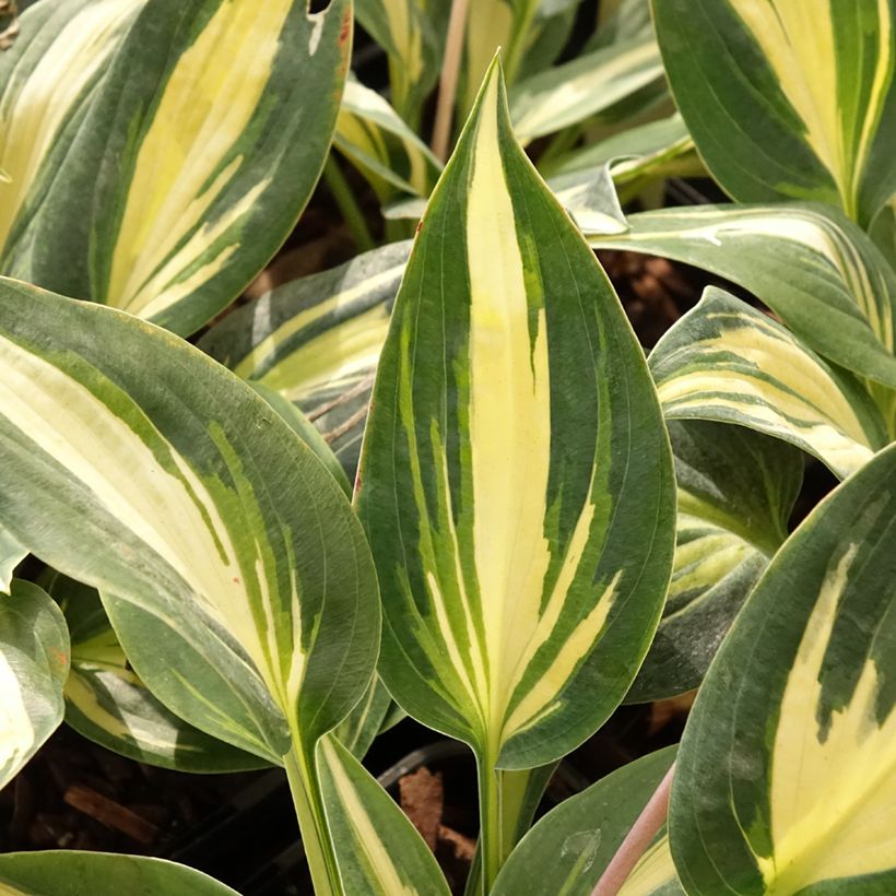 Hosta Timeless Beauty - Garten-Funkie (Laub)