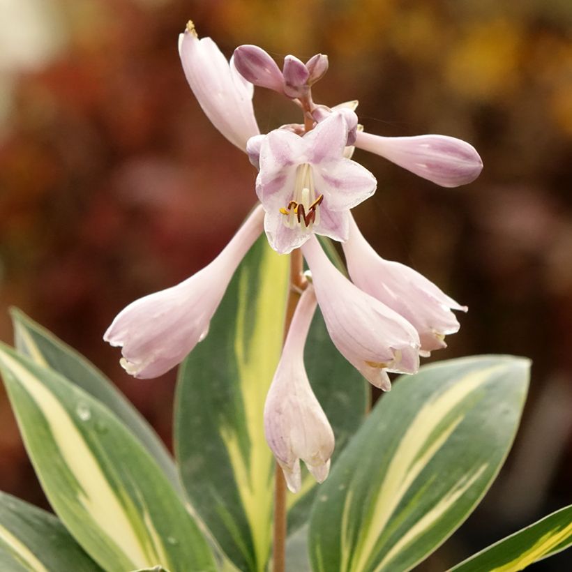 Hosta Timeless Beauty - Garten-Funkie (Blüte)