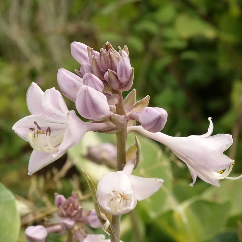 Hosta Touch Of Class - Garten-Funkie (Laub)