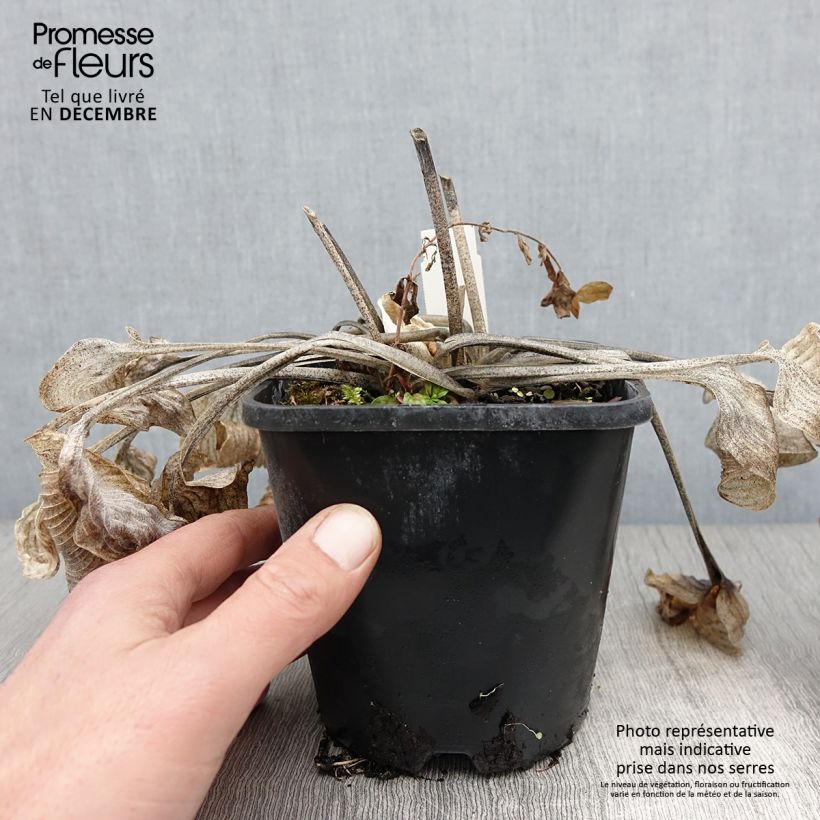 Exemplar von Hosta Touch Of Class Pot de 1.5L/2L wie im Herbst geliefert