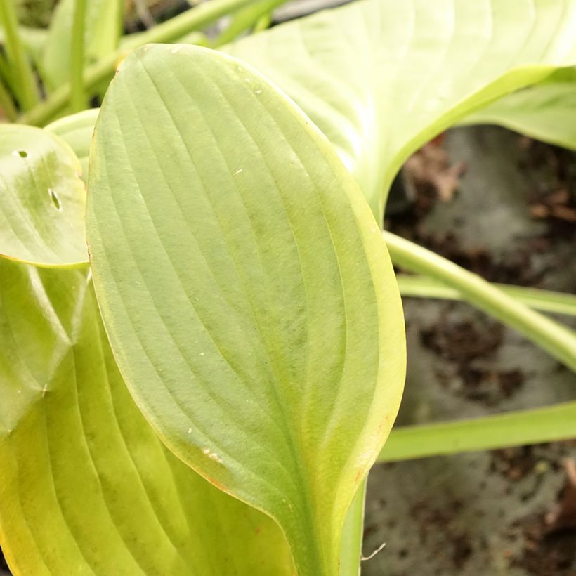 Hosta UFO - Garten-Funkie (Laub)