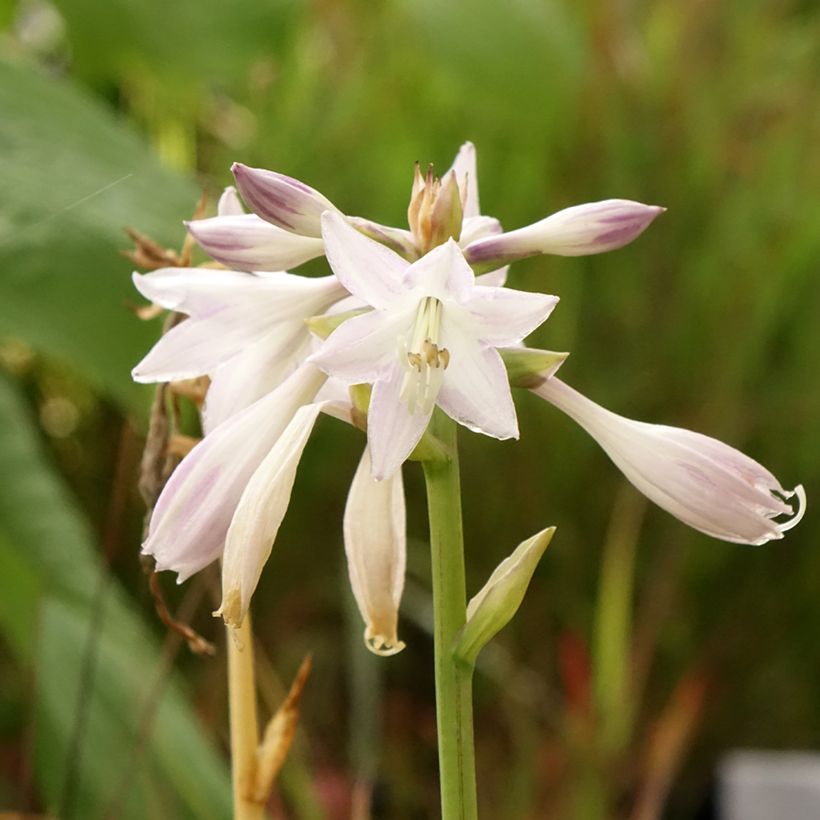 Hosta Victor - Garten-Funkie (Blüte)