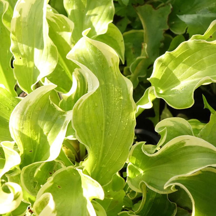 Hosta Wheee! - Garten-Funkie (Laub)