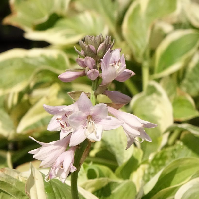 Hosta Wide Brim - Garten-Funkie (Blüte)