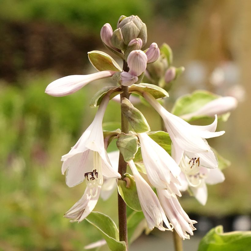 Hosta Winter Snow - Garten-Funkie (Blüte)