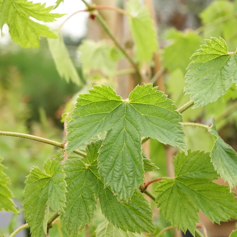 Humulus lupulus Pure - Hopfen (Laub)