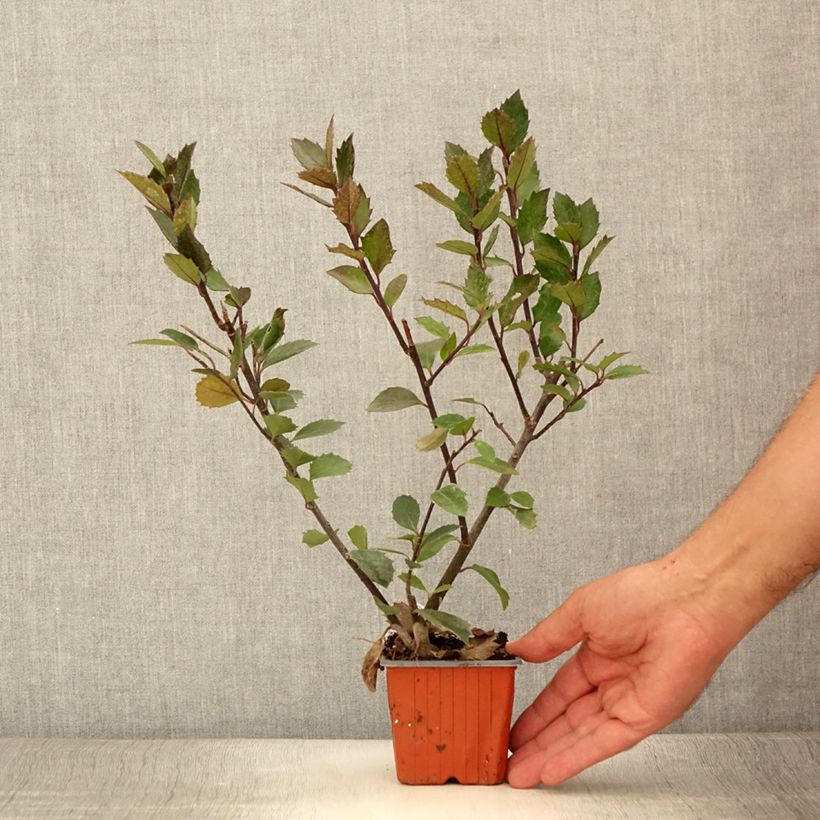 Exemplar von Houx américain - Ilex meserveae Heckenblau - Godet de 8/9 cm wie im Sommer geliefert