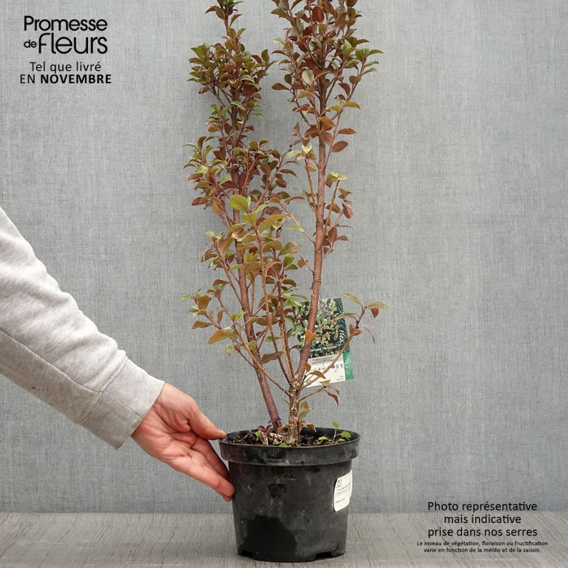 Exemplar von Houx américain - Ilex meserveae Heckenstar Pot de 2L/3L wie im Herbst geliefert