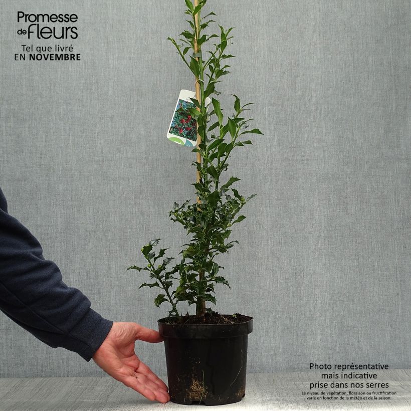 Exemplar von Houx commun - Ilex aquifolium Alaska Pot de 2L/3L wie im Herbst geliefert