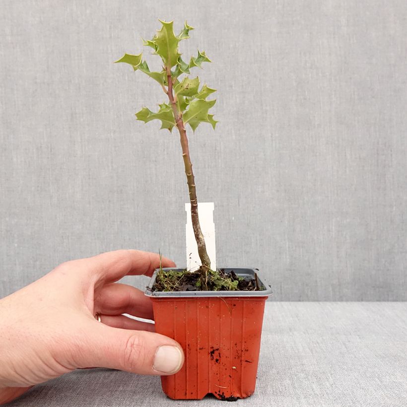 Exemplar von Fruchtende Stechpalme JC Van Tol - Ilex aquifolium Kleine Töpfe von 8/9 cmGelieferte Höhe ca. 10/15cm wie im Winter geliefert