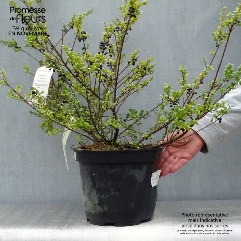 Exemplar von Japanische Stechpalme Convexa (In eine Kugel schneiden) - Ilex crenata wie im Herbst geliefert