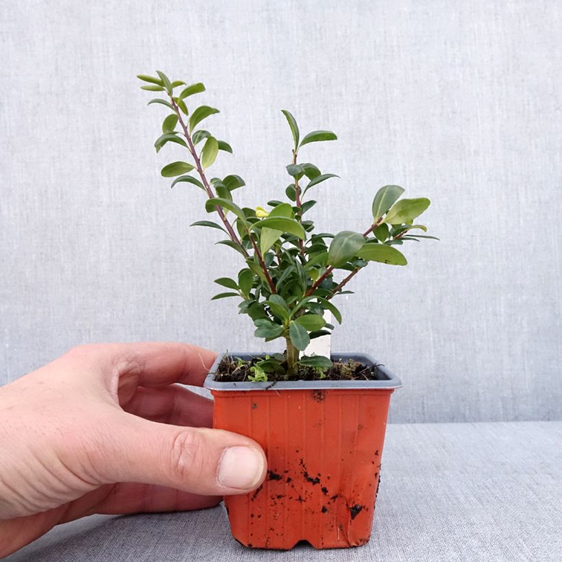 Exemplar von Japanische Stechpalme Convexa (In eine Kugel schneiden) - Ilex crenata Kleine Töpfe von 8/9 cmGelieferte Höhe ca. 10/15cm wie im Winter geliefert