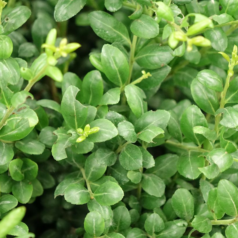 Japanische Stechpalme Convexa - Ilex crenata (Laub)