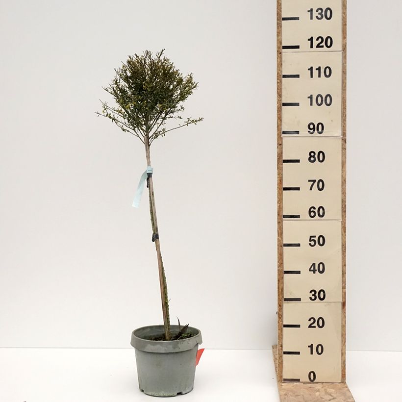 Exemplar von Japanische Stechpalme Kinme - Ilex crenata Topf mit 7,5L/10LGelieferte Höhe ca. 50/+cm wie im Winter geliefert