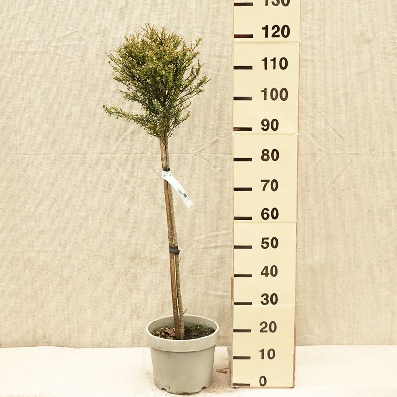 Exemplar von Japanische Stechpalme Kinme - Ilex crenata Topf mit 7,5L/10LGelieferte Höhe ca. 50/+cm wie im Frühjahr geliefert