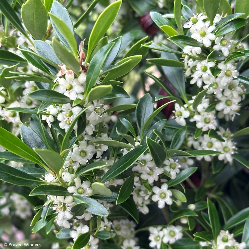 Ilex glabra Gem Box - Kahle Winterbeere (Blüte)