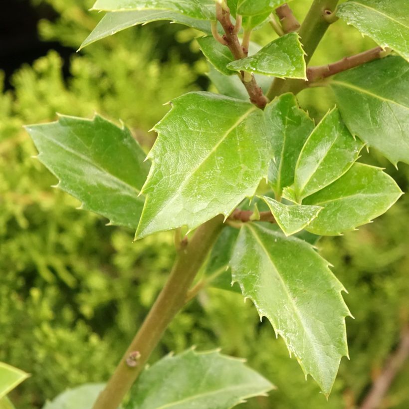 Stechpalme Heckenfee - Ilex meserveae (Laub)