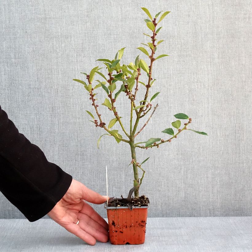 Exemplar von Stechpalme Heckenpracht - Ilex meserveae Kleine Töpfe von 8/9 cm wie im Winter geliefert