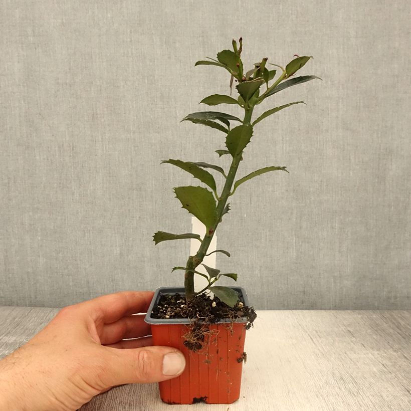 Exemplar von Houx - Ilex x meserveae Heckenpracht - Godet de 8/9 cm wie im Frühjahr geliefert