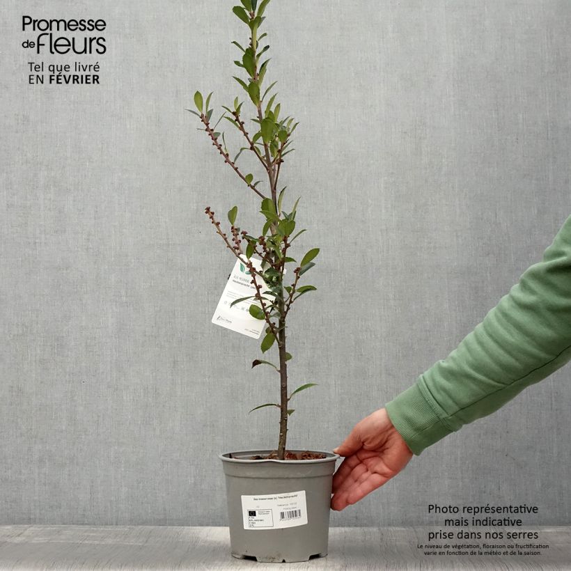 Exemplar von Houx - Ilex x meserveae Heckenpracht Pot de 2L/3L wie im Winter geliefert